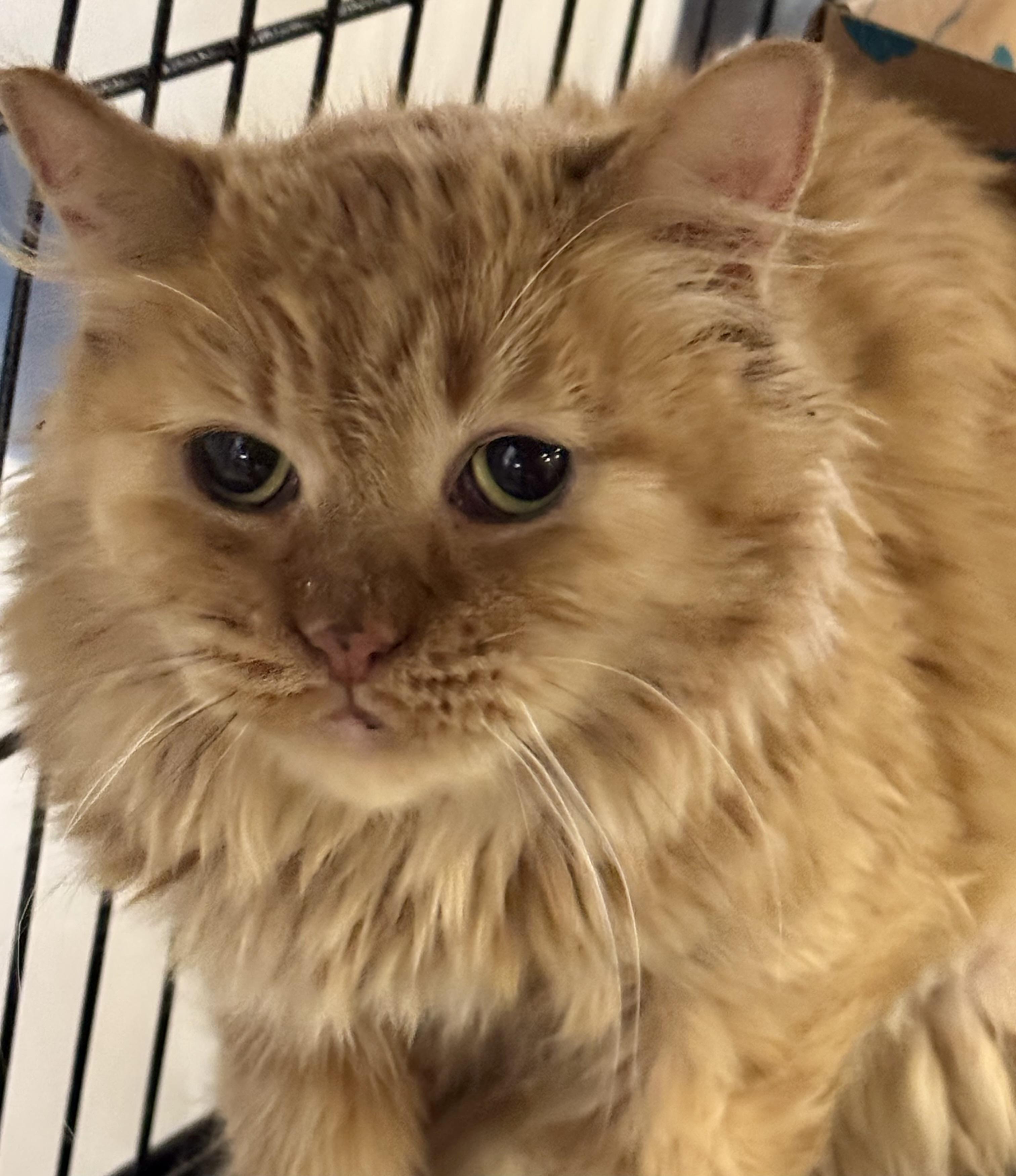 Enlarge Emerson, a Adoptable mixed breed in Pocatello, ID image 2/6