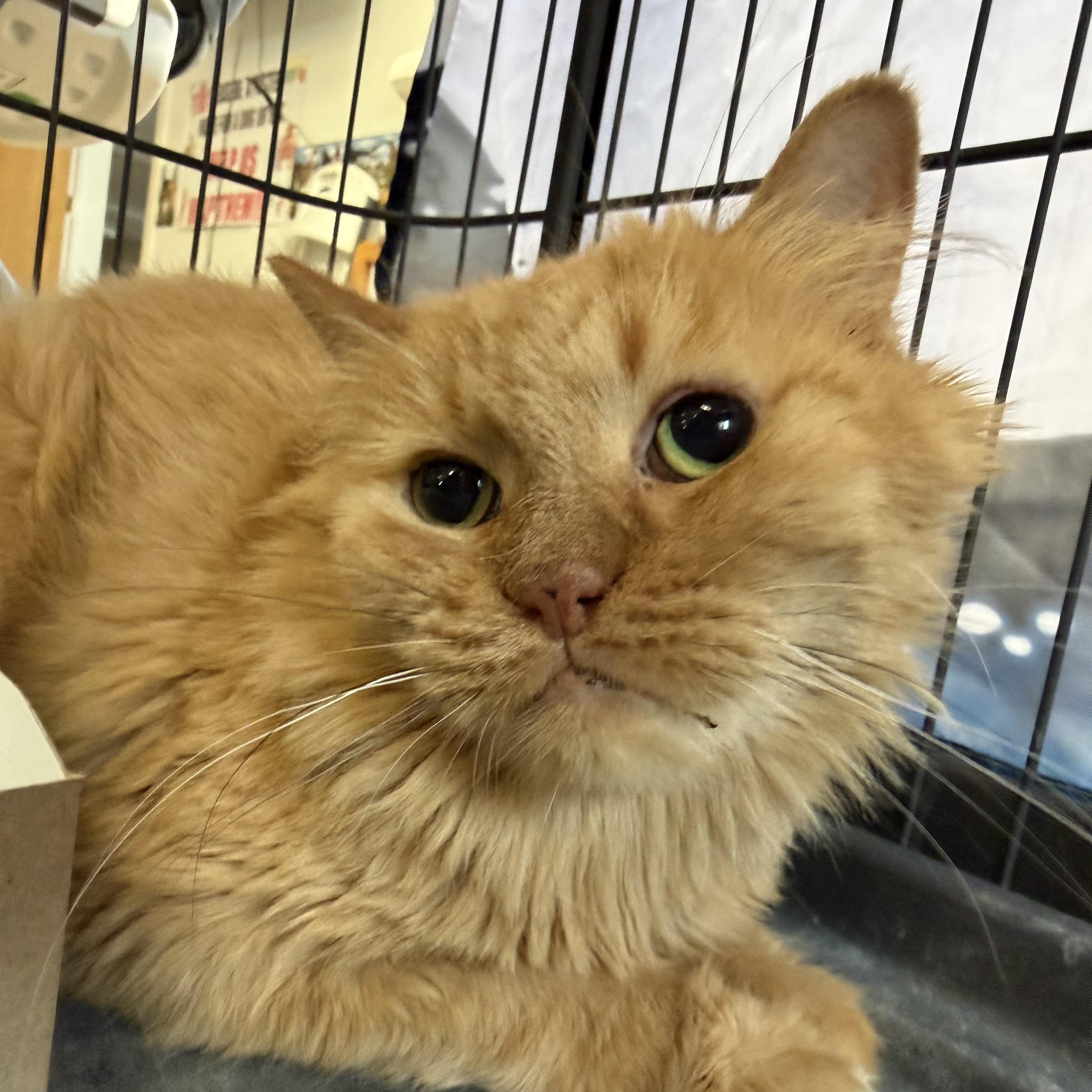 Enlarge Emerson, a Adoptable mixed breed in Pocatello, ID image 5/5