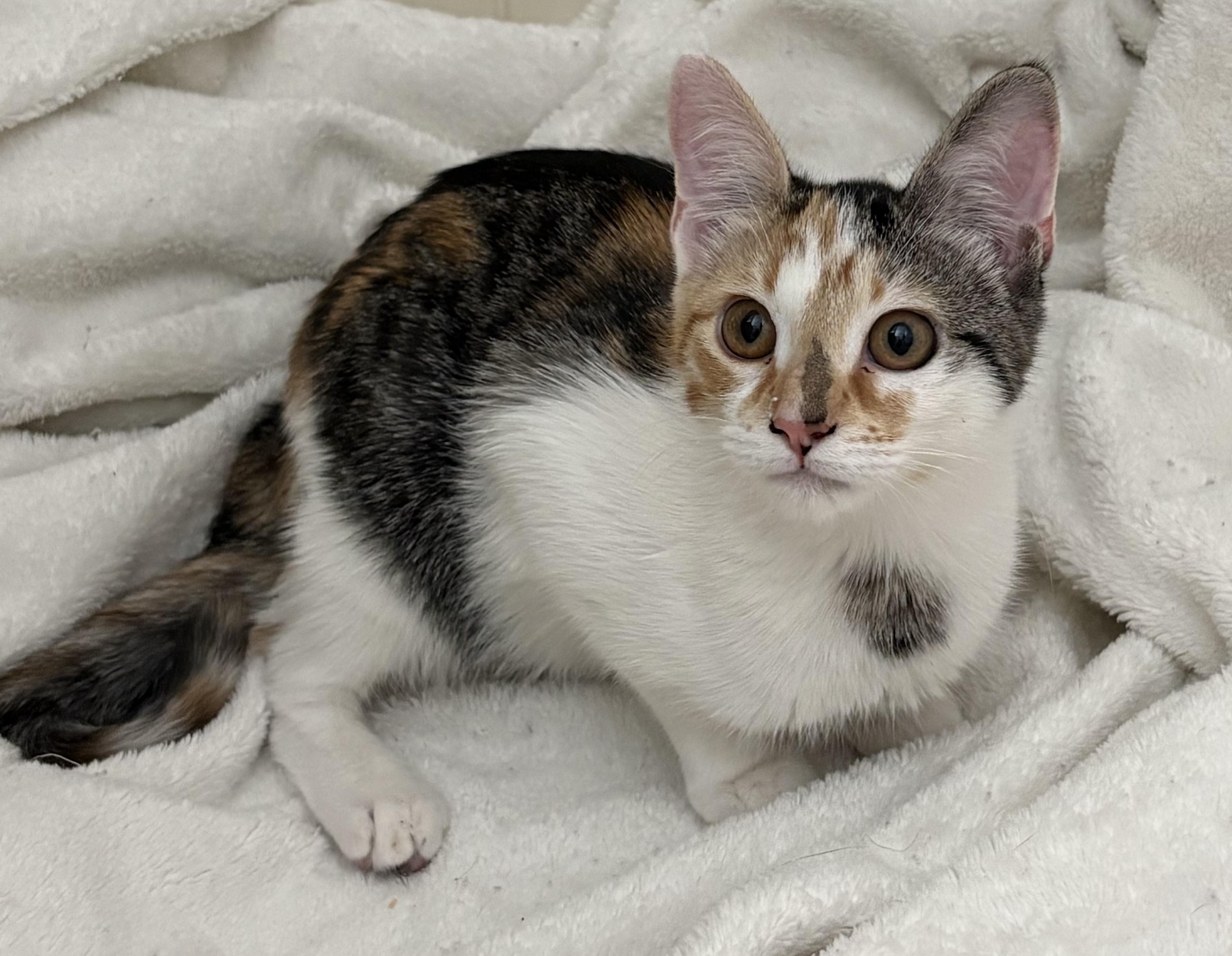 Enlarge Darling, a ADOPTABLE mixed breed in Brooksville, FL image 6/6