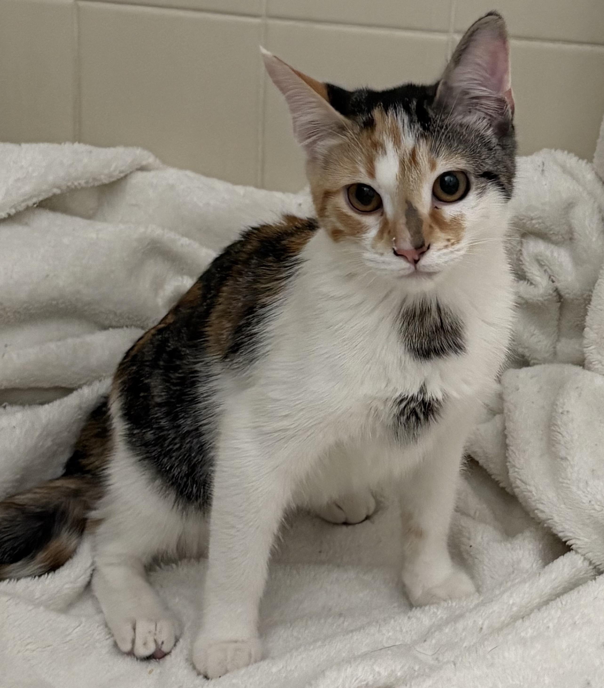 Enlarge Darling, a ADOPTABLE mixed breed in Brooksville, FL image 5/6