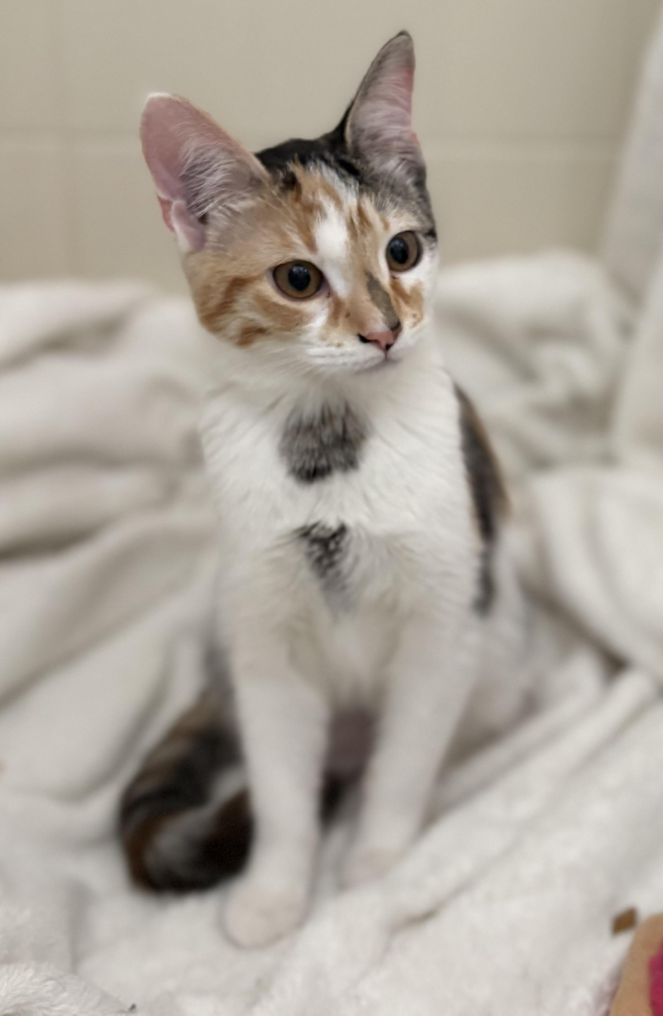 Enlarge Darling, a ADOPTABLE mixed breed in Brooksville, FL image 1/6