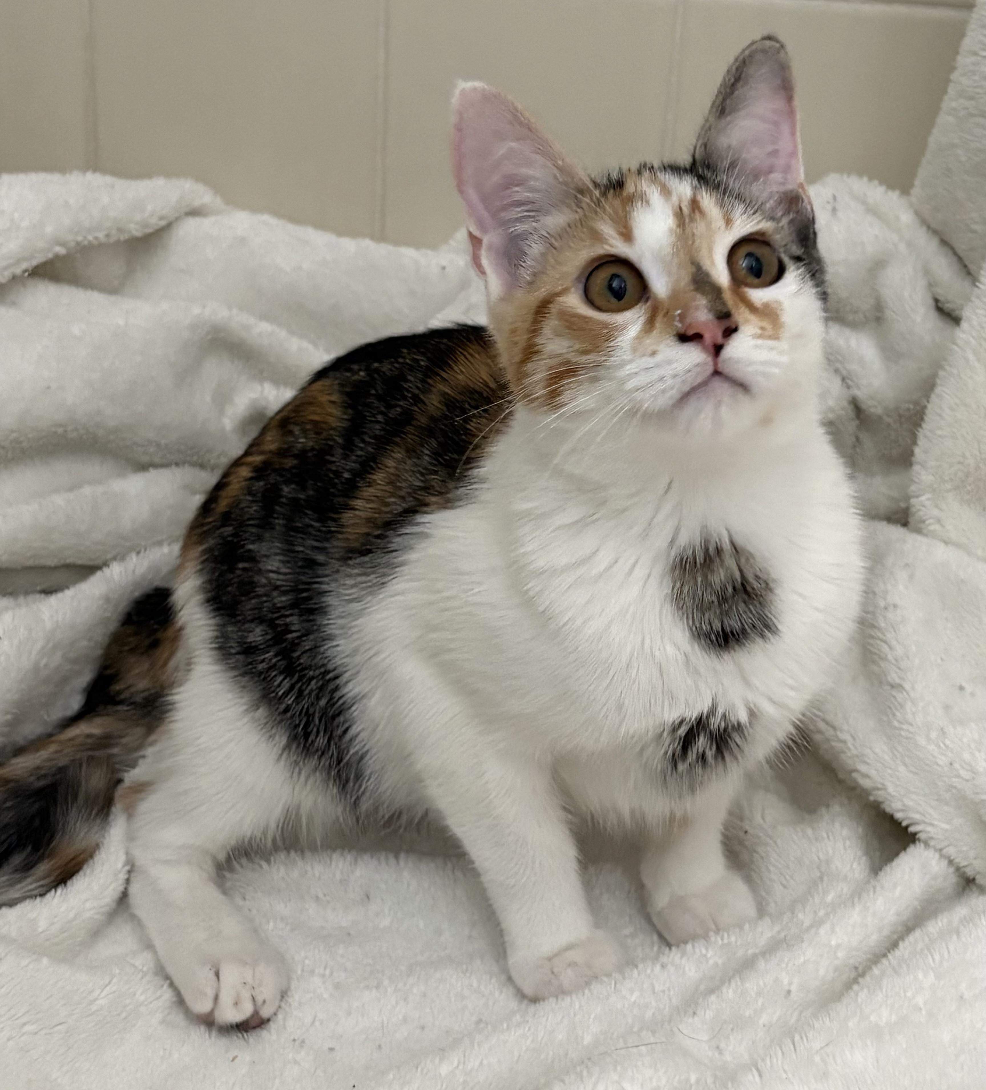 Enlarge Darling, a ADOPTABLE mixed breed in Brooksville, FL image 4/6