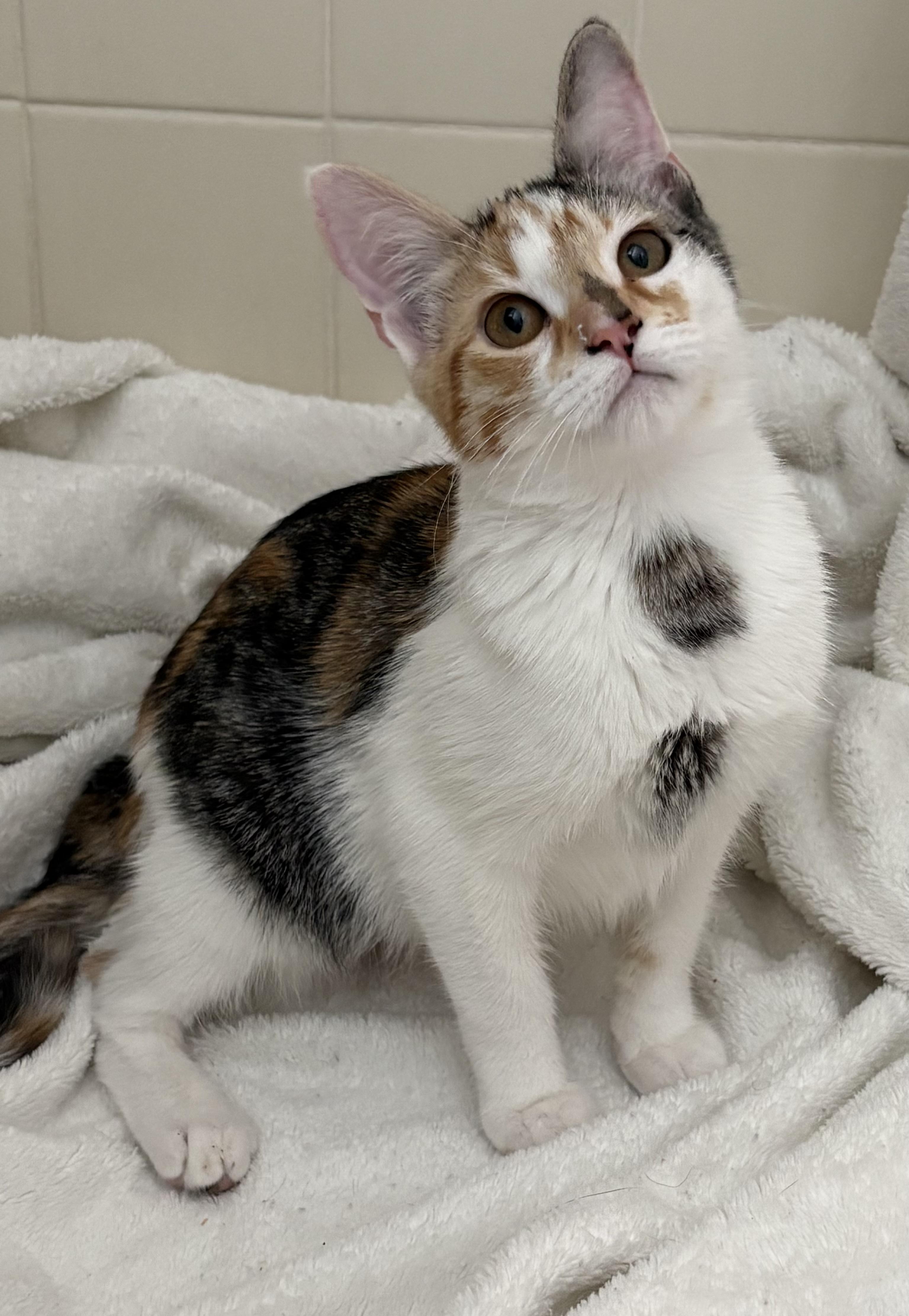 Enlarge Darling, a ADOPTABLE mixed breed in Brooksville, FL image 3/6