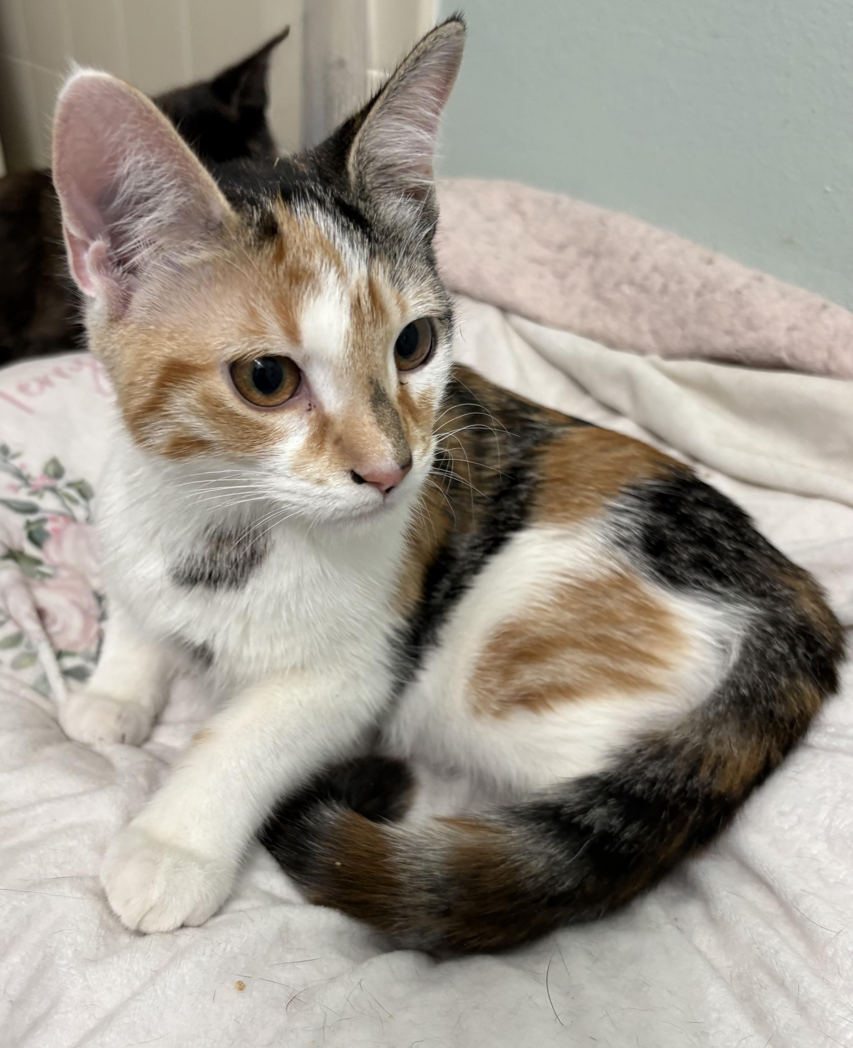 Enlarge Darling, a ADOPTABLE mixed breed in Brooksville, FL image 2/6