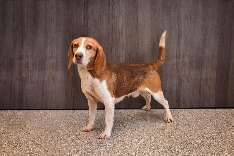 Dill, a Adoptable Beagle in Georgetown, OH image 1/4