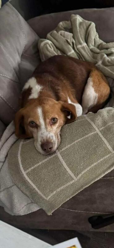 Dill, a Adoptable Beagle in Georgetown, OH image 2/4
