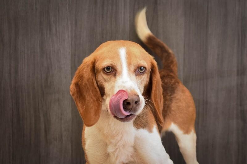 Dill, a Adoptable Beagle in Georgetown, OH image 3/4