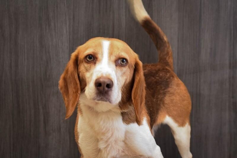 Dill, a Adoptable Beagle in Georgetown, OH image 4/4