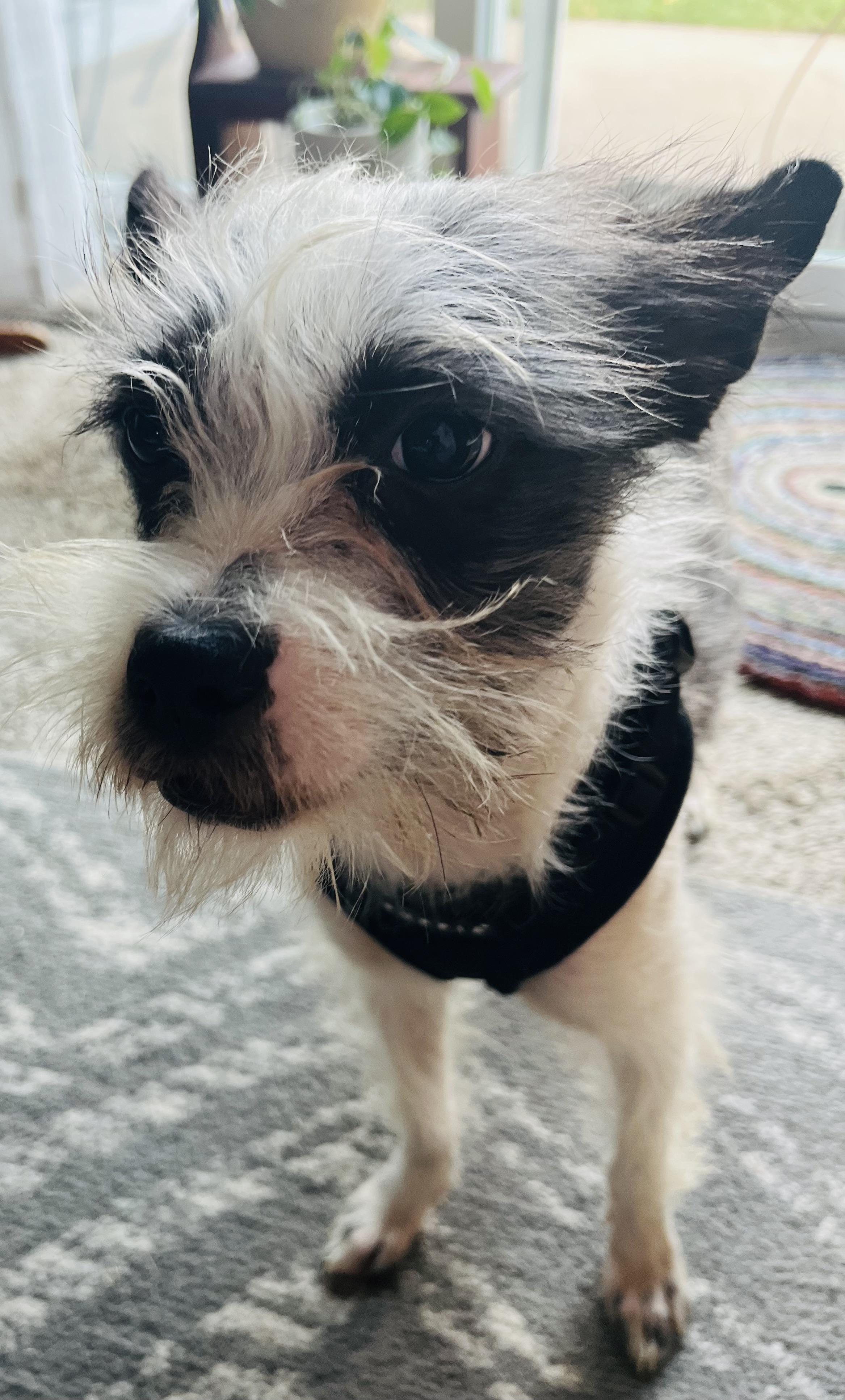 Enlarge Keeley, a Adoptable mixed breed in Minneapolis, MN image 3/3