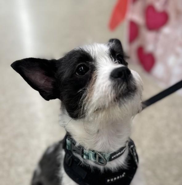 Enlarge Keeley, a Adoptable mixed breed in Minneapolis, MN image 2/3