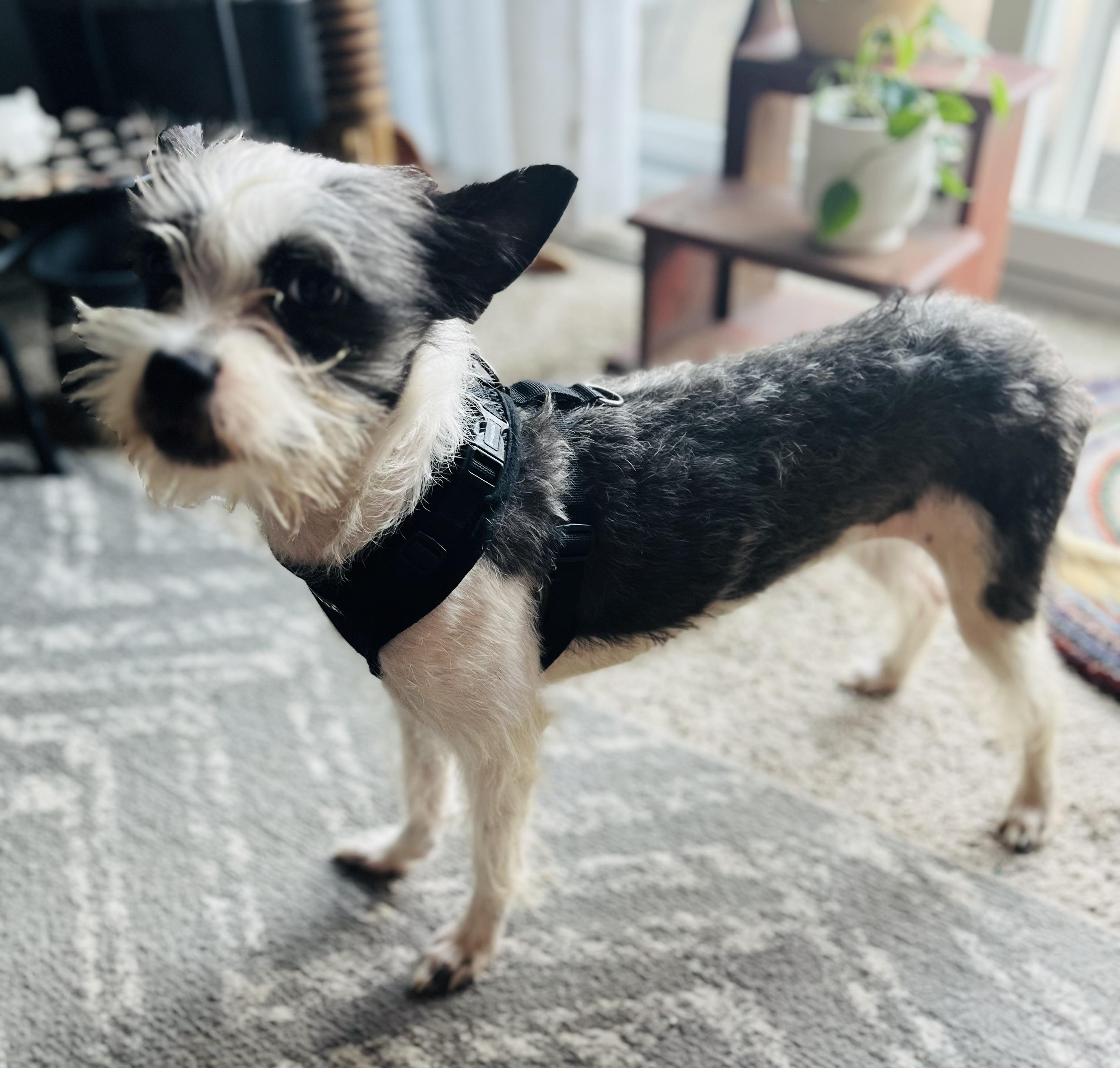 Enlarge Keeley, a Adoptable mixed breed in Minneapolis, MN image 2/3