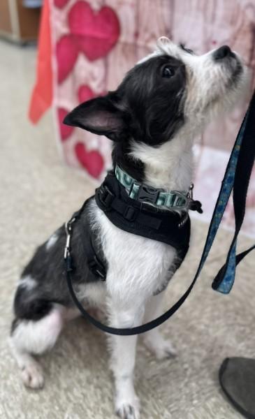 Enlarge Keeley, a Adoptable mixed breed in Minneapolis, MN image 3/3