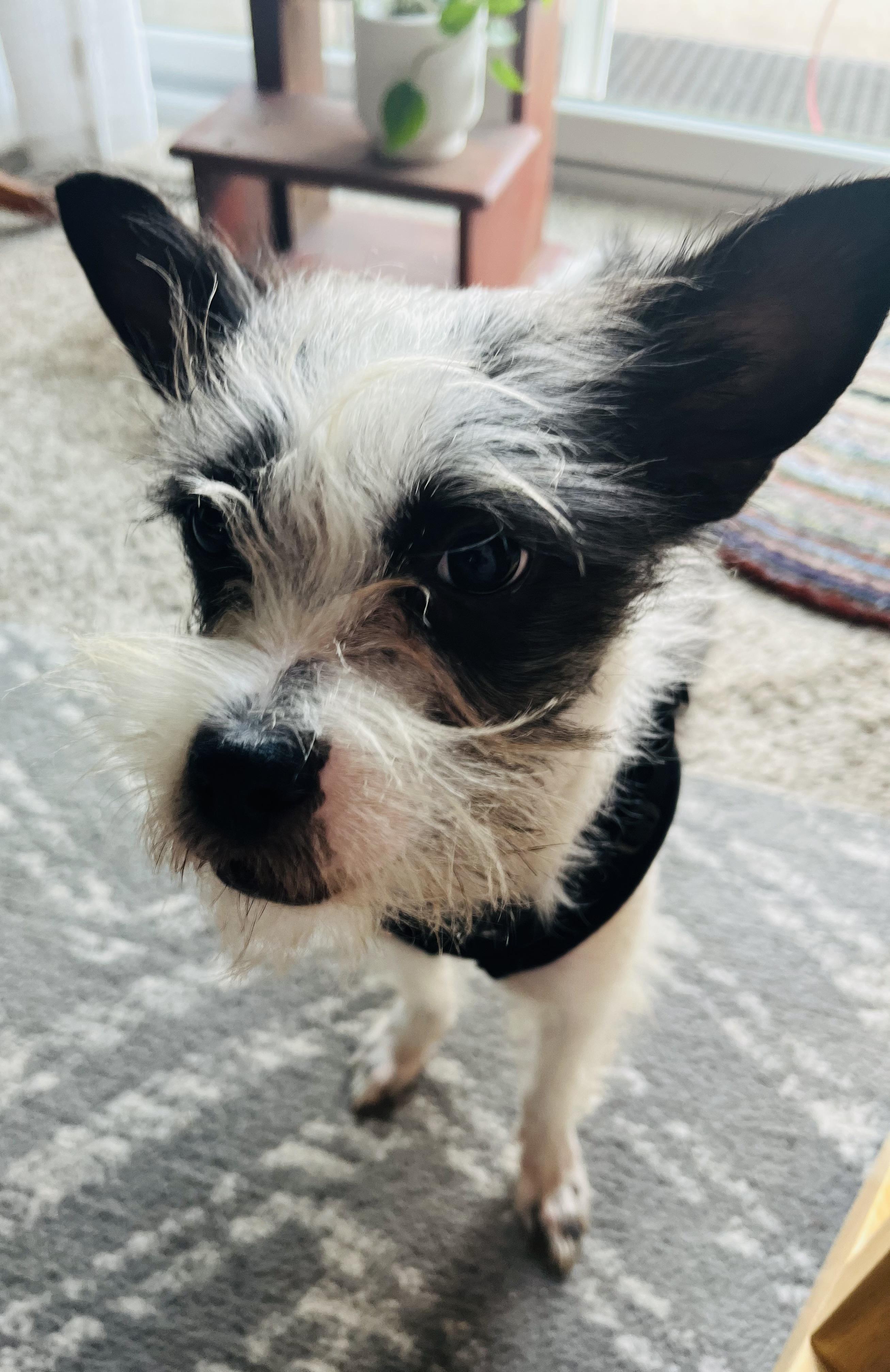 Enlarge Keeley, a Adoptable mixed breed in Minneapolis, MN image 1/3