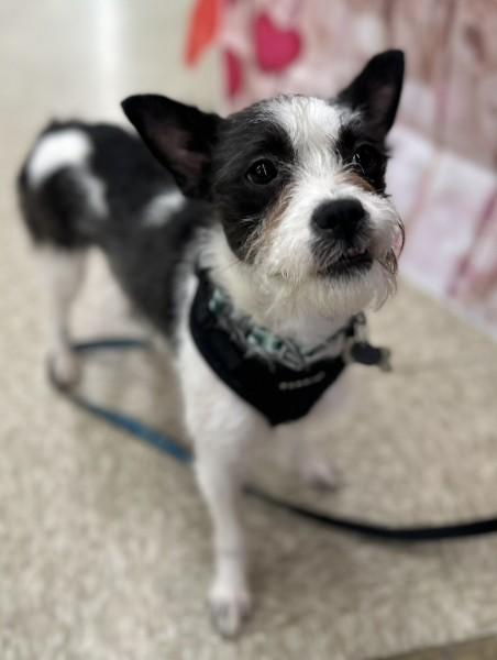 Keeley, Adoptable, Young Female Terrier.