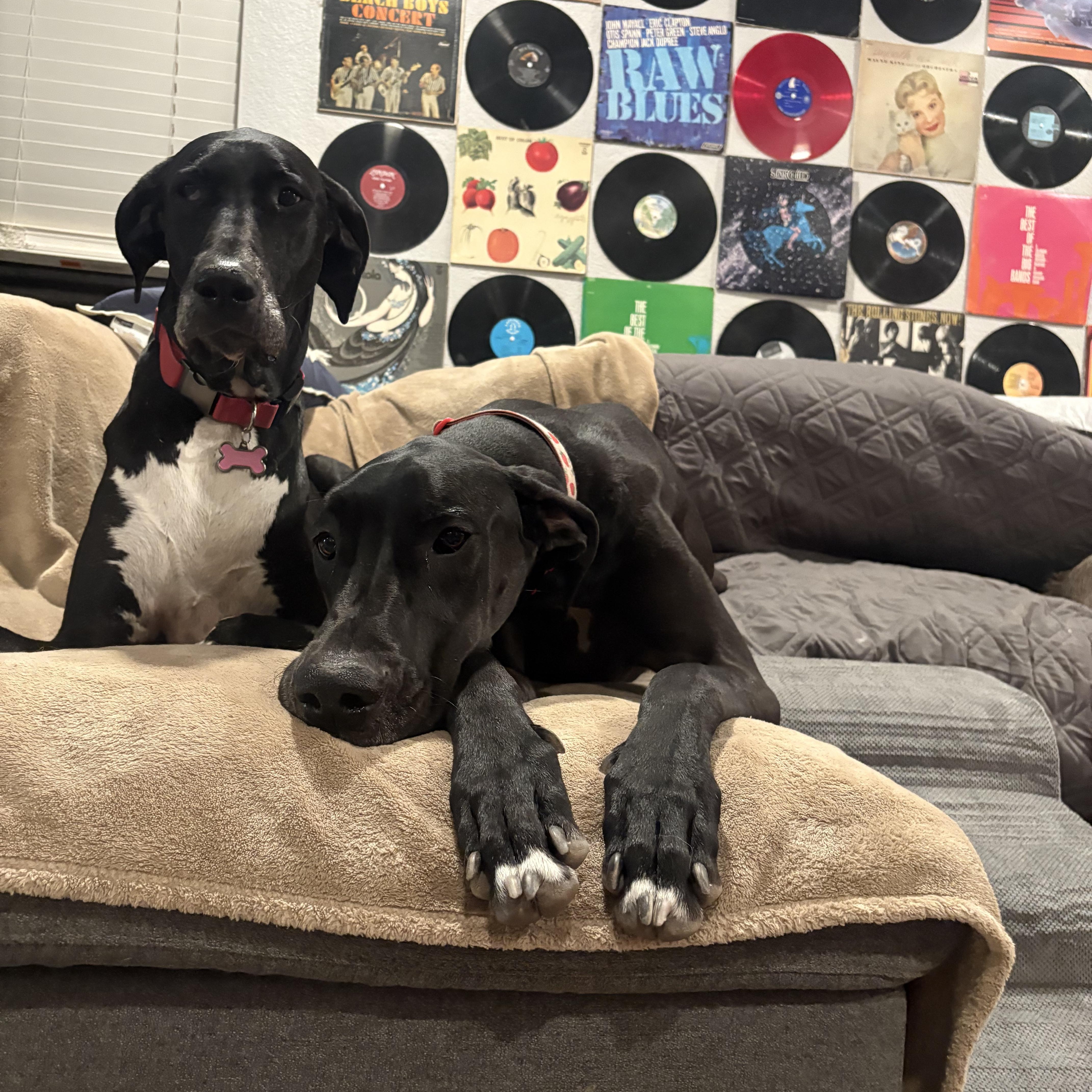 Enlarge Raven, a Adoptable Great Dane in Tucson , AZ image 4/6