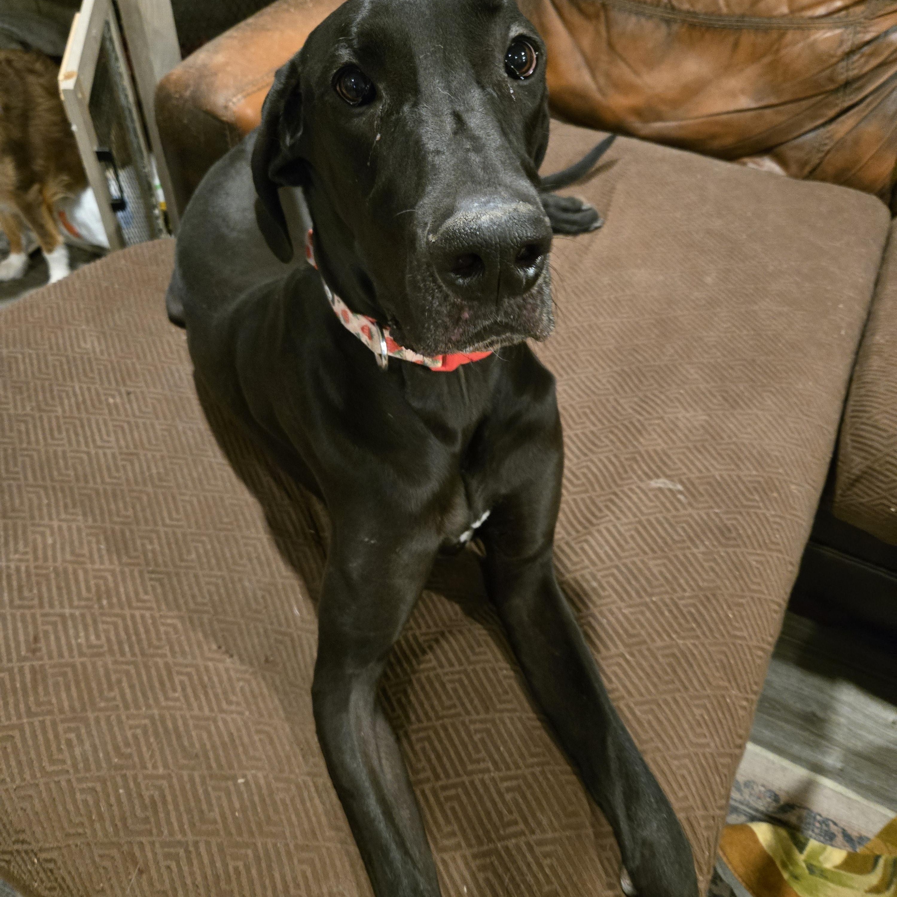 Enlarge Raven, a Adoptable Great Dane in Tucson , AZ image 5/6