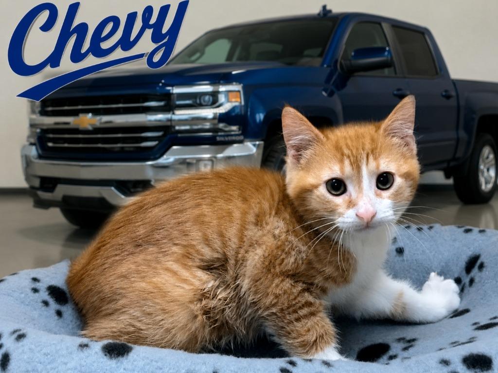 Chevy, Adoptable, Kitten Male Domestic Short Hair.