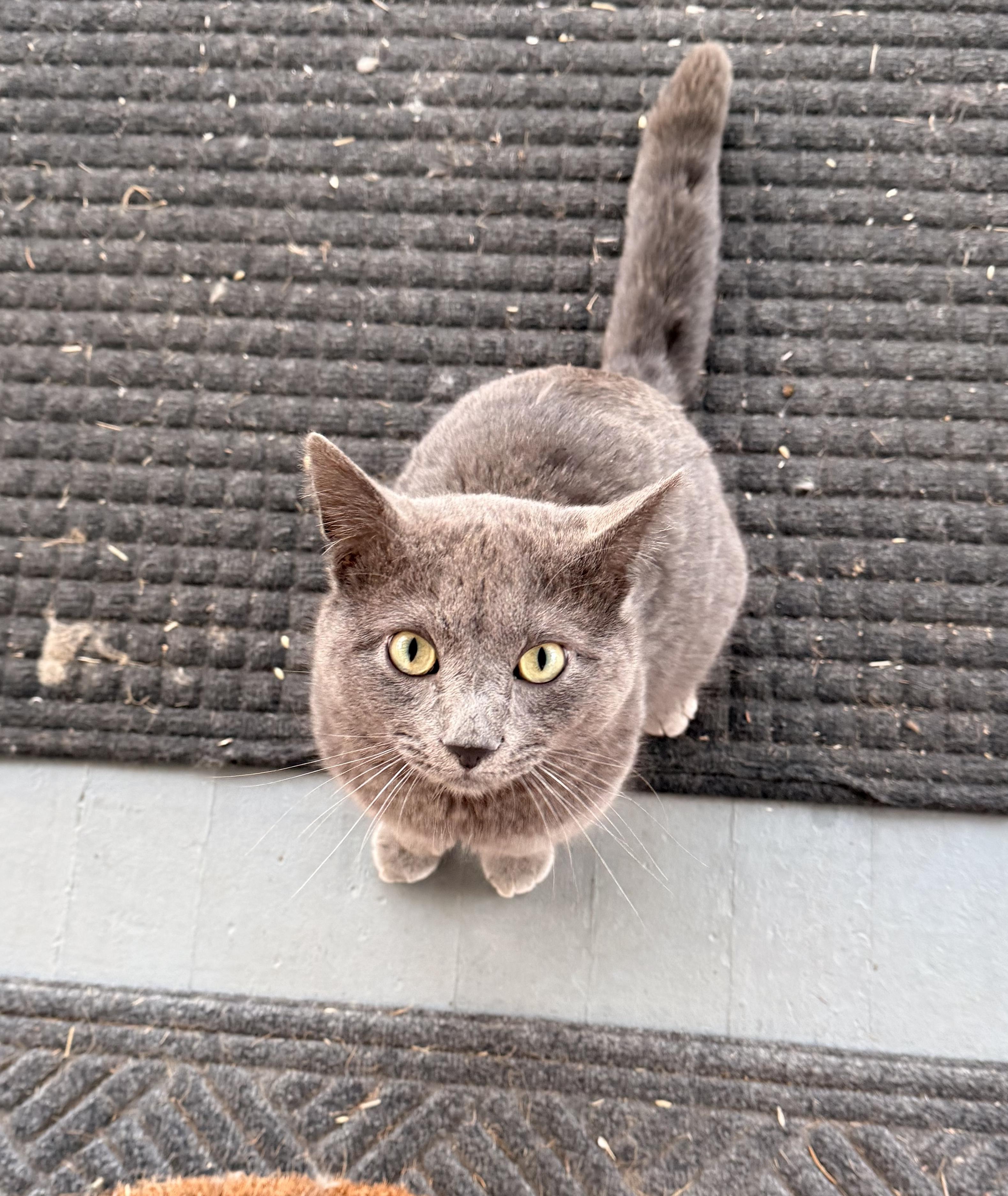 Enlarge Zack, a ADOPTABLE Domestic Short Hair in Upper Sandusky, OH image 1/2
