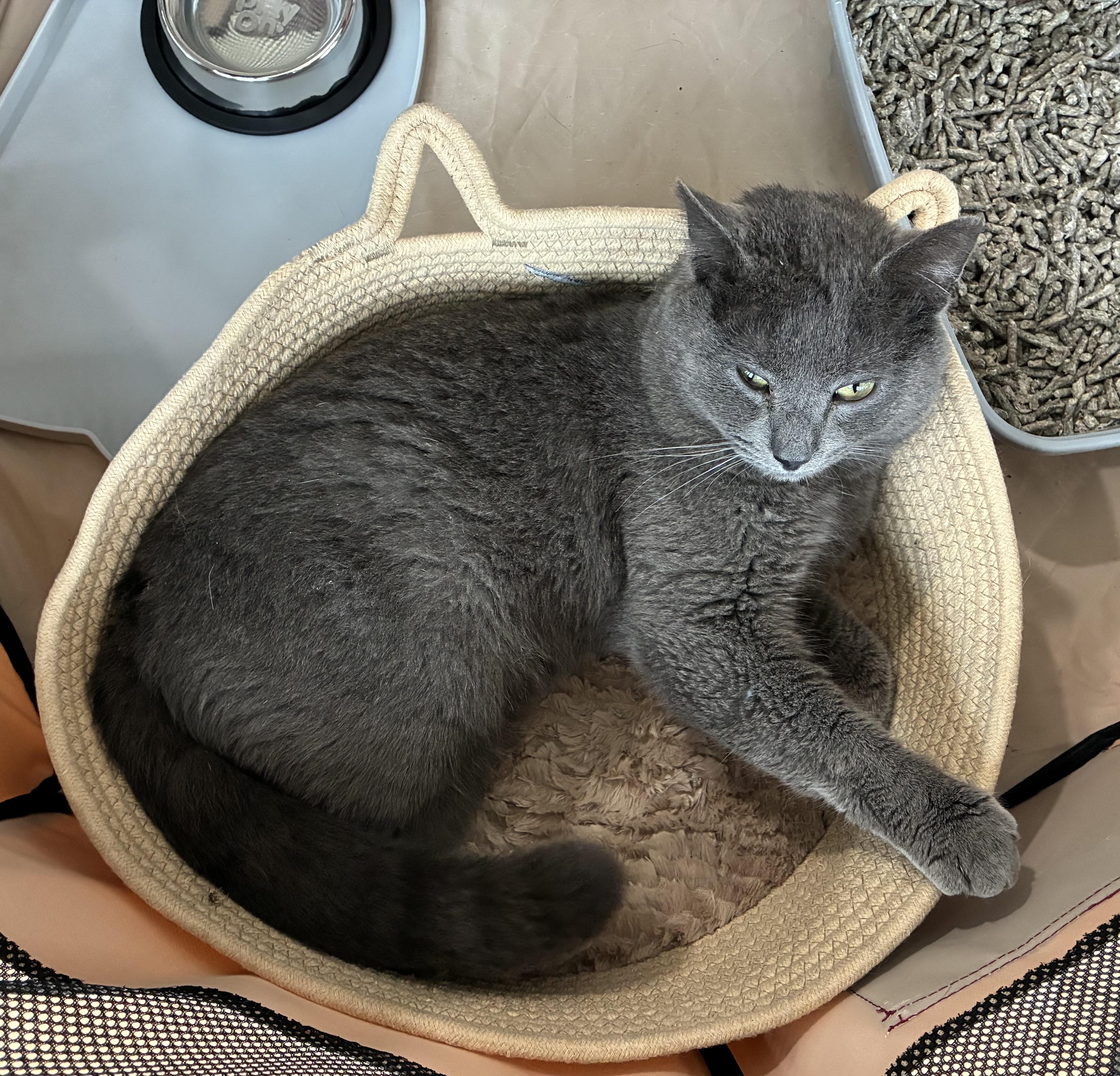 Enlarge Zack, a ADOPTABLE Domestic Short Hair in Upper Sandusky, OH image 2/2