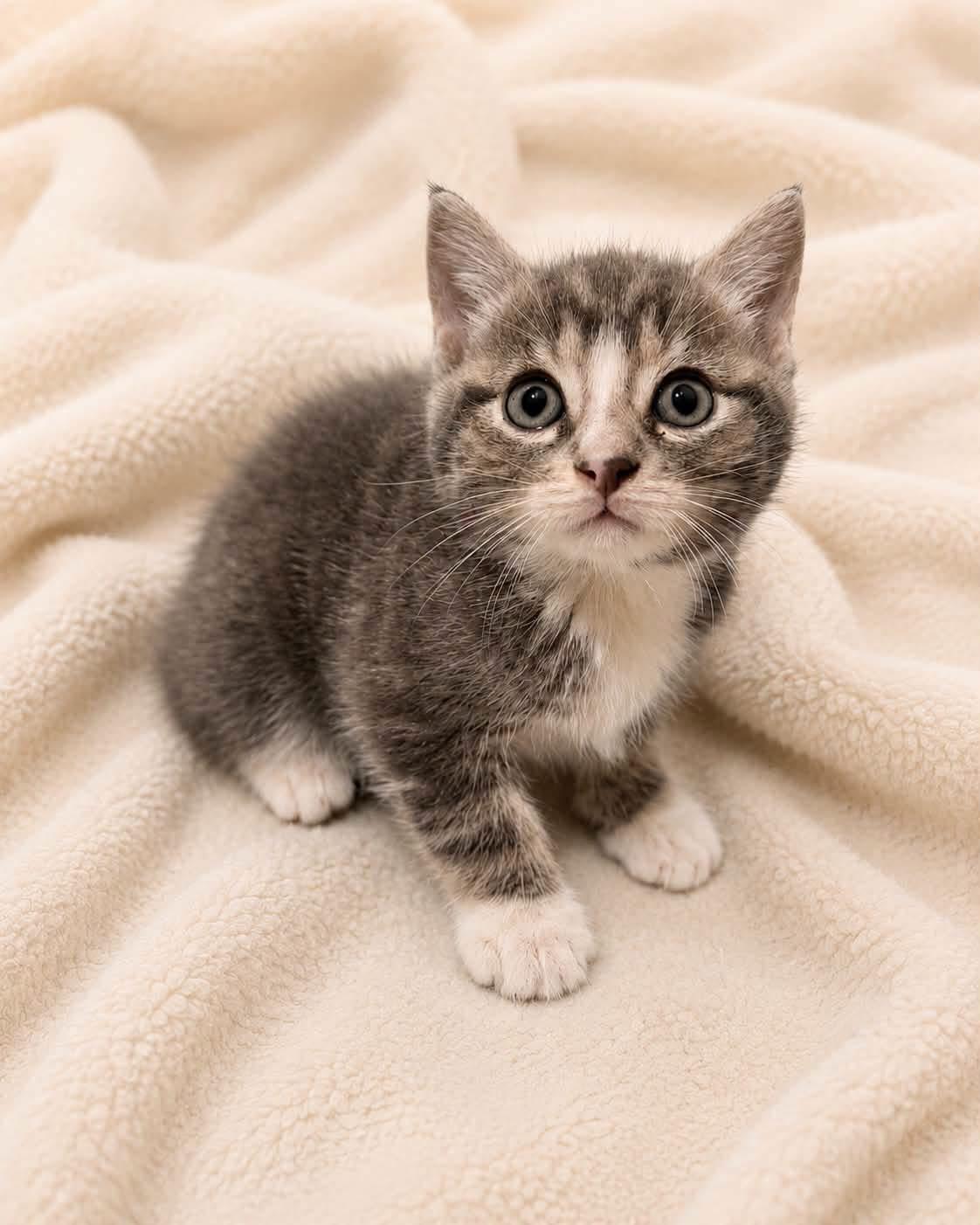 TOTO, adopted, Kitten Male Tabby.
