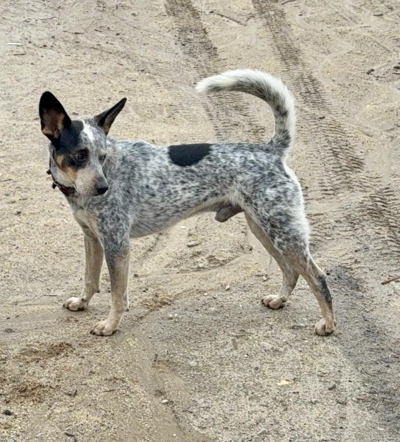 Enlarge Henry (aka Nelson), a Adoptable Australian Cattle Dog / Blue Heeler in Paso Robles, CA image 1/3