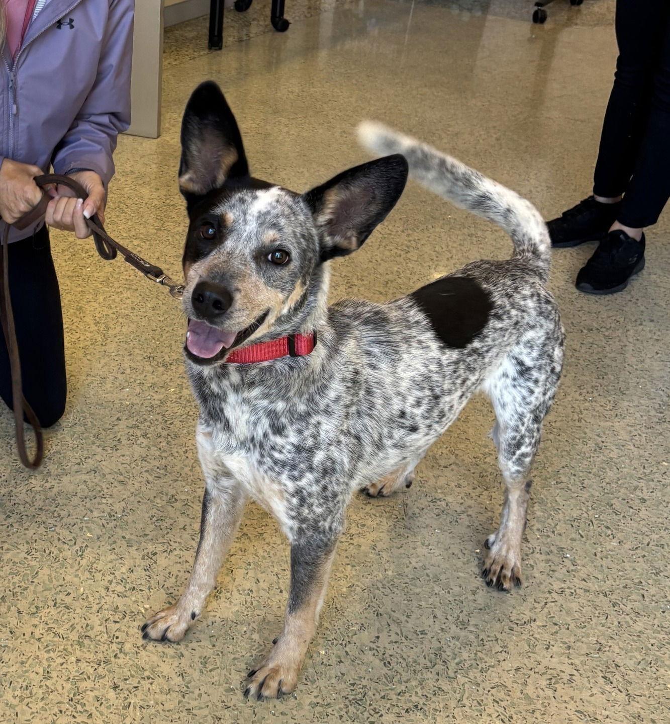 Henry (aka Nelson), a Adoptable Australian Cattle Dog / Blue Heeler in Paso Robles, CA image 1/3