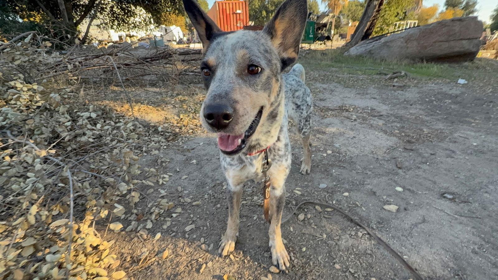 Henry (aka Nelson), a Adoptable Australian Cattle Dog / Blue Heeler in Paso Robles, CA image 2/3