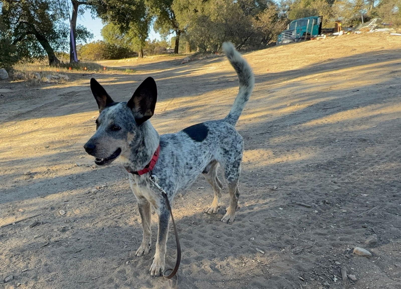 Henry (aka Nelson), a Adoptable Australian Cattle Dog / Blue Heeler in Paso Robles, CA image 3/3