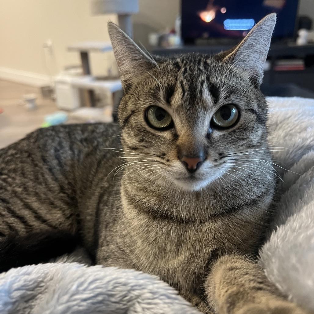 Nubbins (bonded with Tyler), Adoptable, Adult Female Domestic Short Hair & American Shorthair.