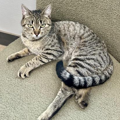 Enlarge Nubbins (bonded with Tyler), a Adoptable mixed breed in Houston, TX image 4/6