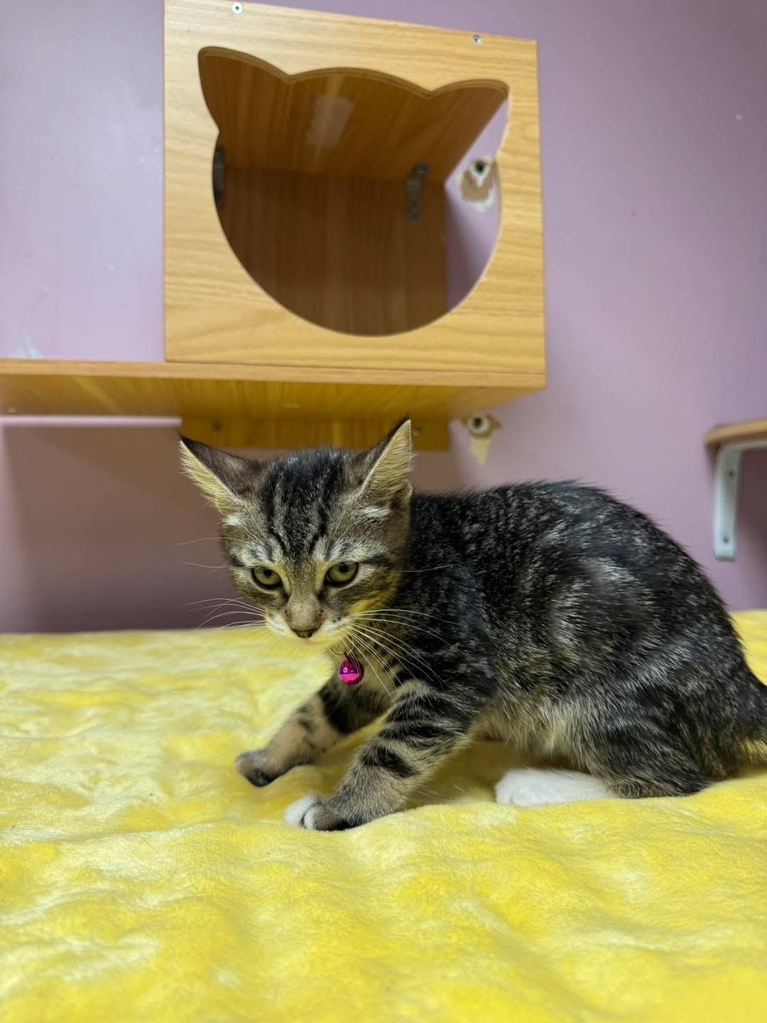 Enlarge Valentina, an adopted Domestic Short Hair in Freeport, NY image 1/1