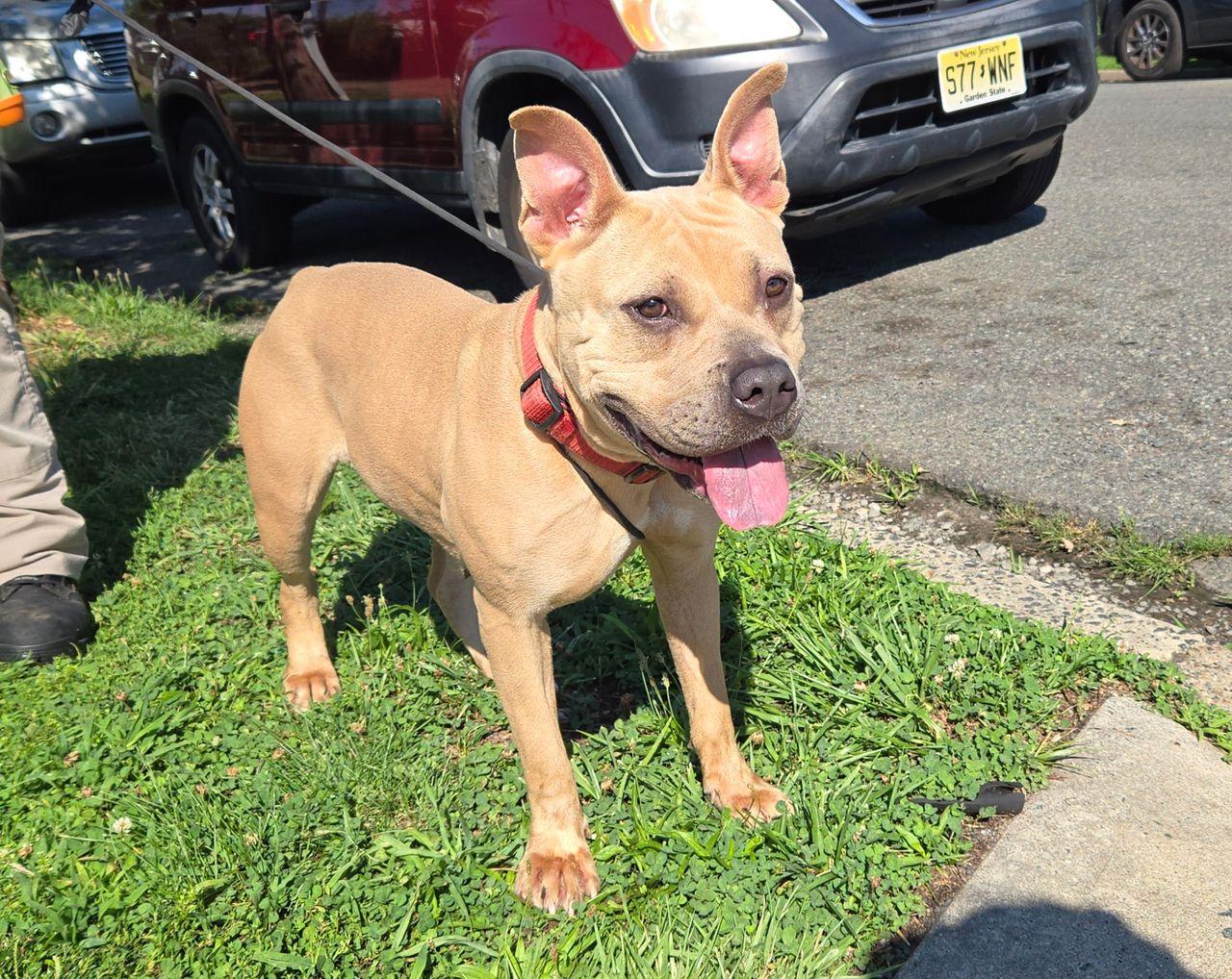 Enlarge Diondra, a ADOPTABLE mixed breed in Trenton, NJ image 2/2