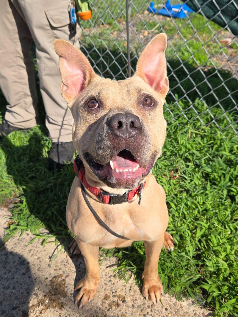 Diondra, ADOPTABLE, Adult Female American Bulldog.