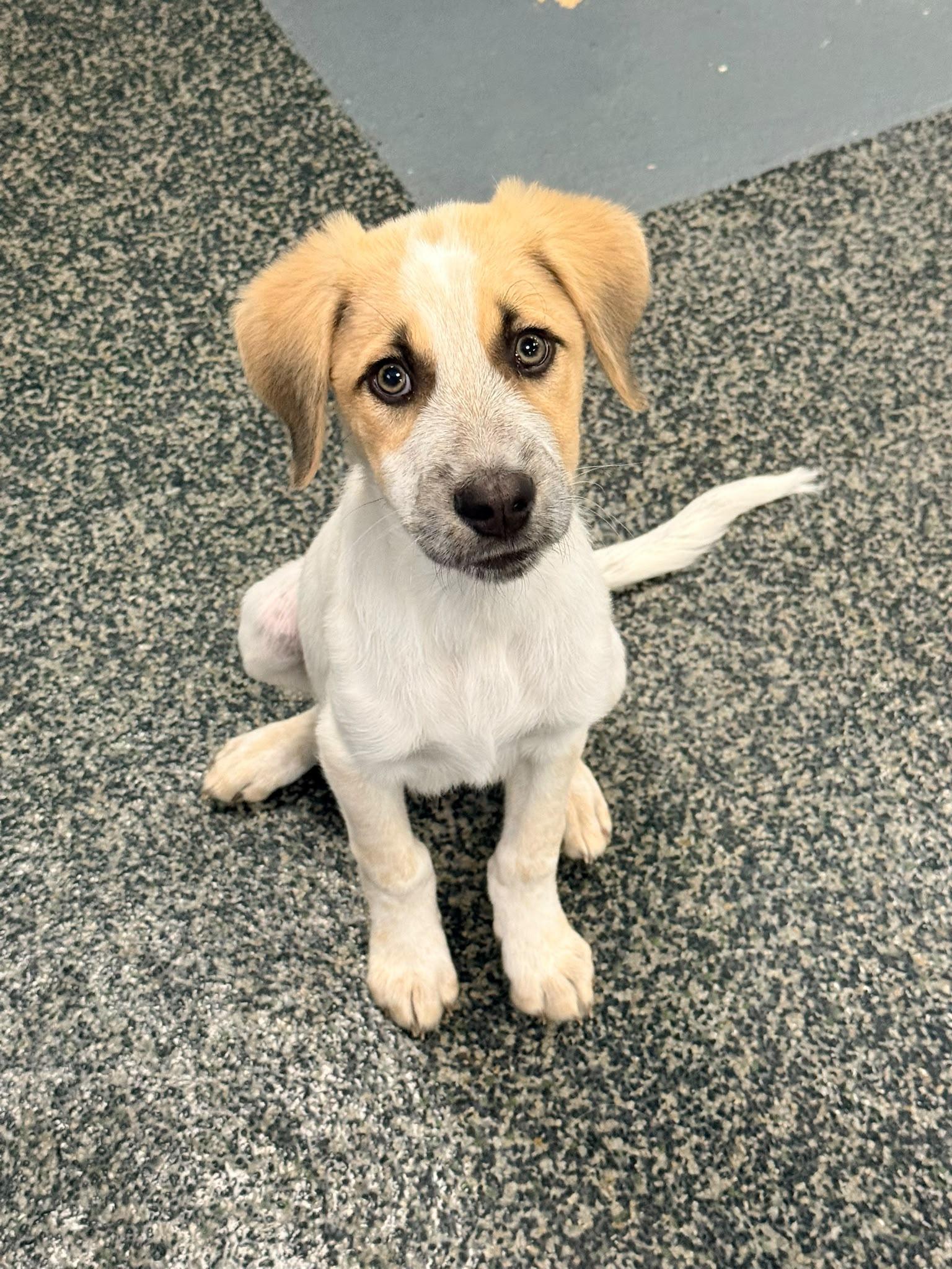 Enlarge Forest, a Adoptable mixed breed in Aurora, ON image 2/5