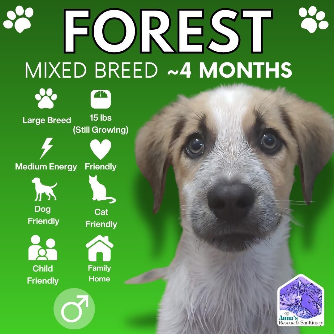 Forest, Adoptable, Puppy Male Mixed Breed.