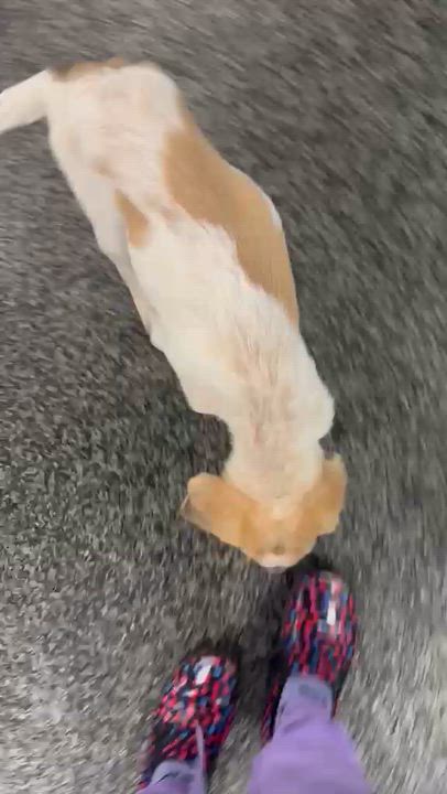 Enlarge Forest, a Adoptable mixed breed in Aurora, ON video 4/5