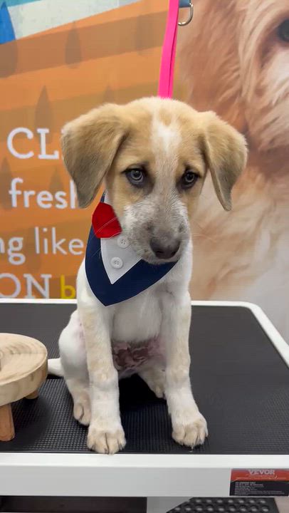 Enlarge Forest, a Adoptable mixed breed in Aurora, ON video 3/5