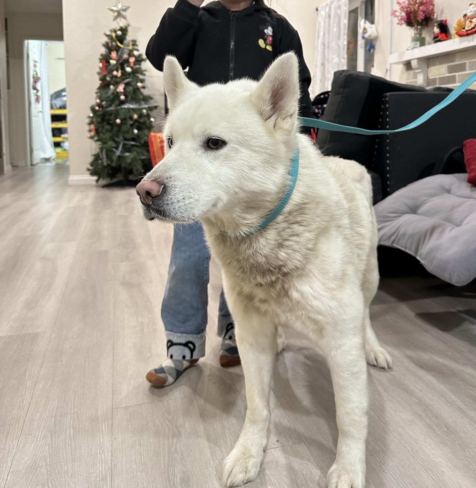 Enlarge Coconut, an adopted Siberian Husky in Renton, WA image 5/5