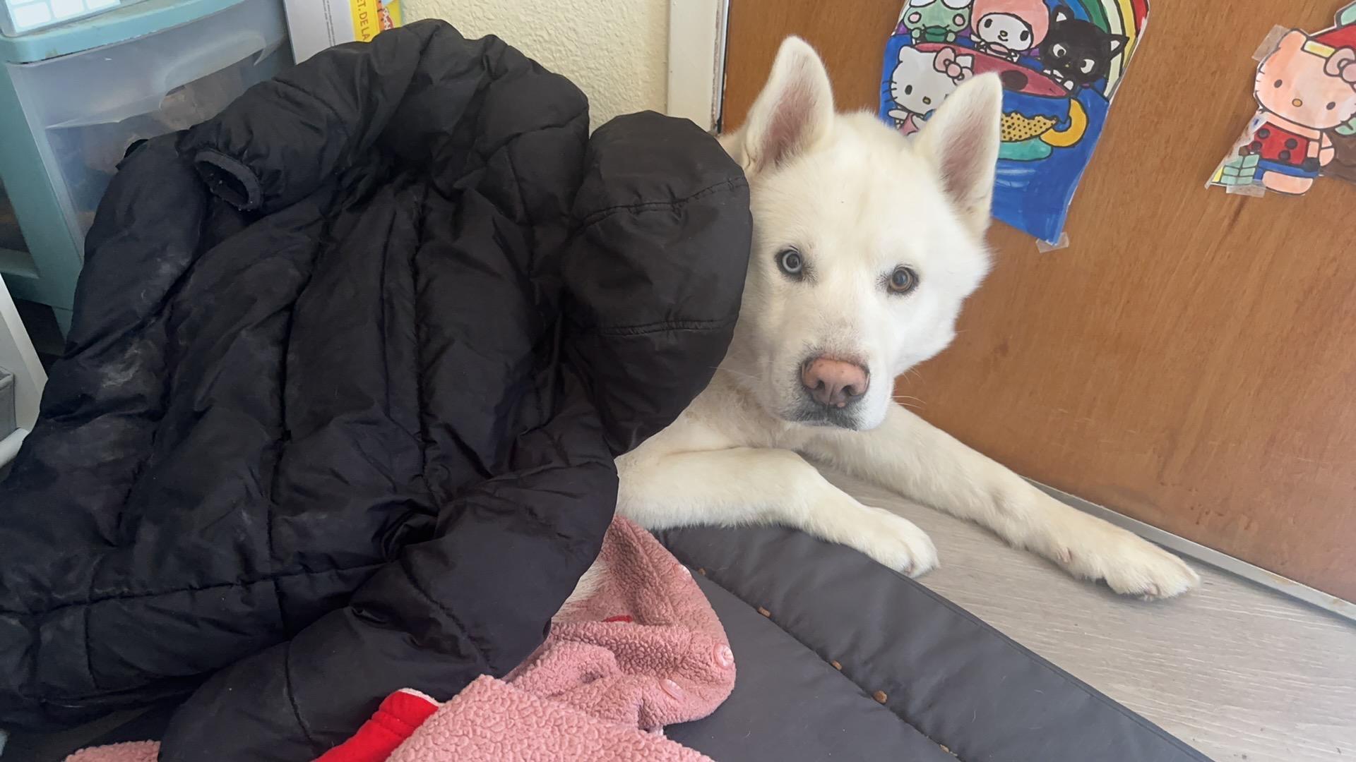 Enlarge Coconut, an adopted Siberian Husky in Renton, WA image 3/5