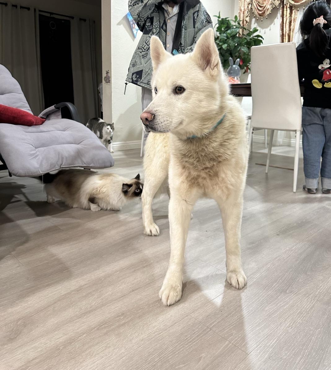 Coconut, adopted, Adult Male Siberian Husky.