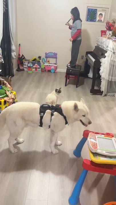 Enlarge Coconut, an adopted Siberian Husky in Renton, WA video 4/5