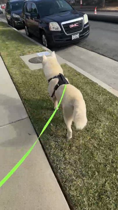 Enlarge Coconut, an adopted Siberian Husky in Renton, WA video 2/5