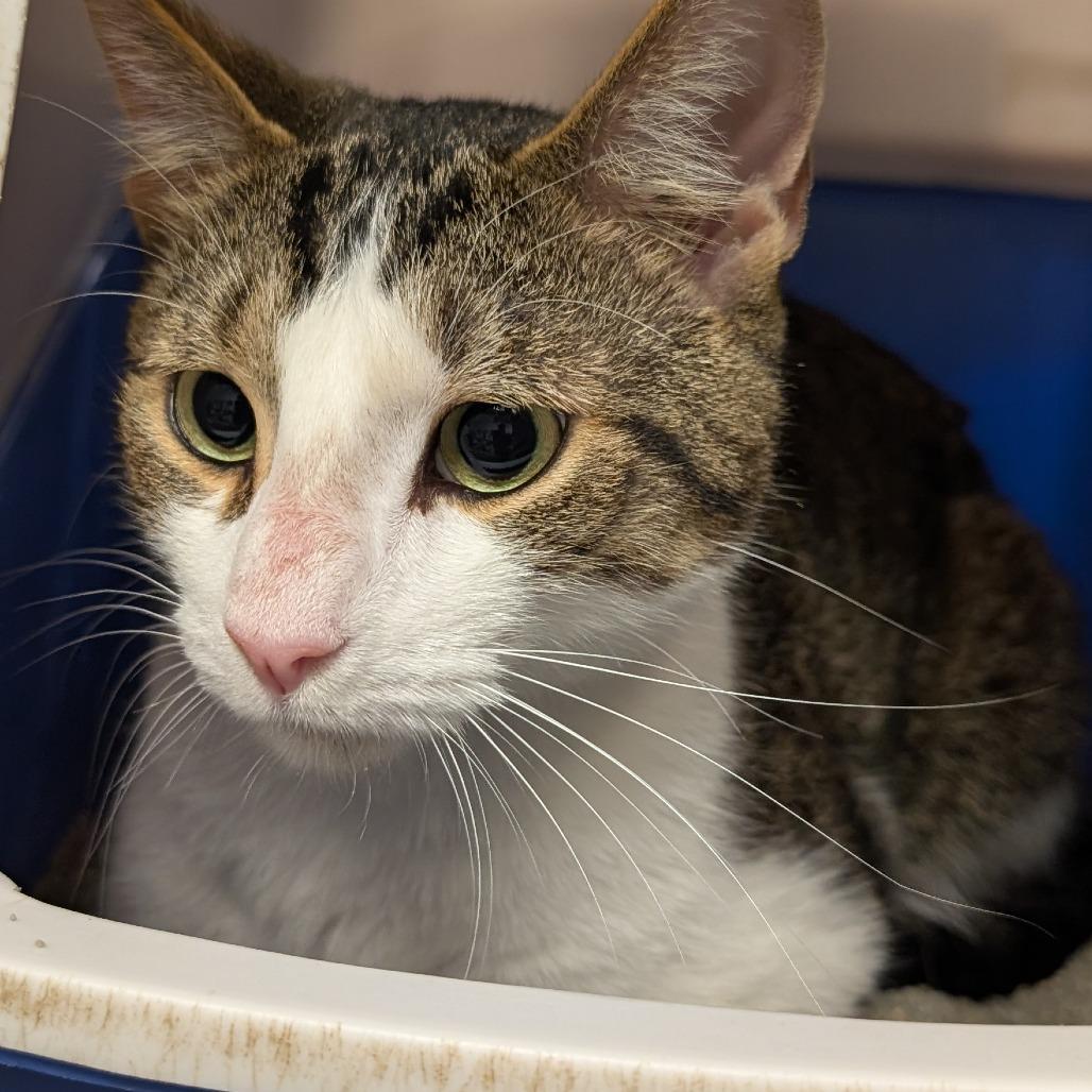 Enlarge Baja Blast, a Adoptable Domestic Short Hair in Downers Grove, IL image 1/1