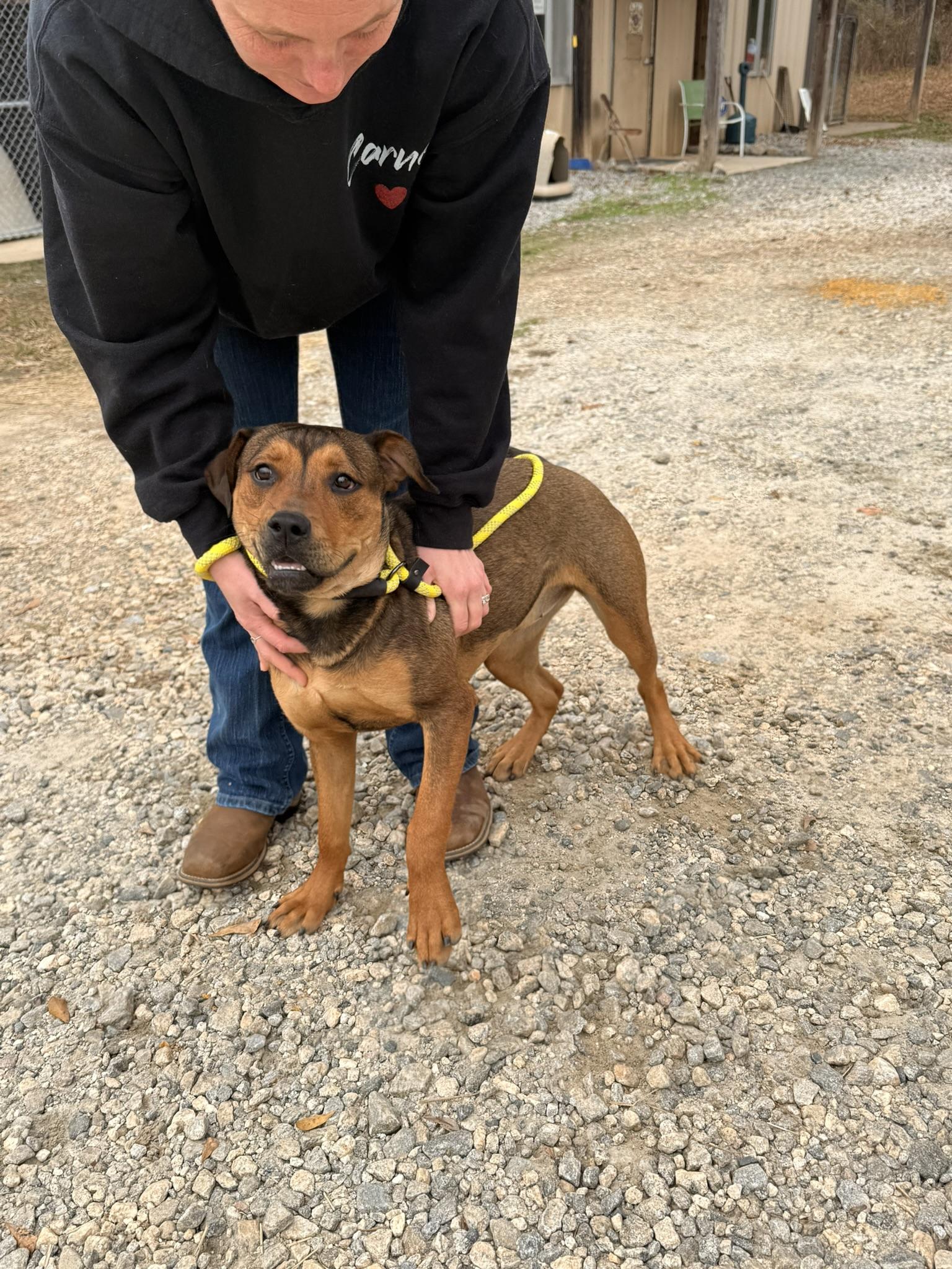 FIGGY PUDDIN, a ADOPTABLE Mixed Breed in Newborn, GA image 4/5