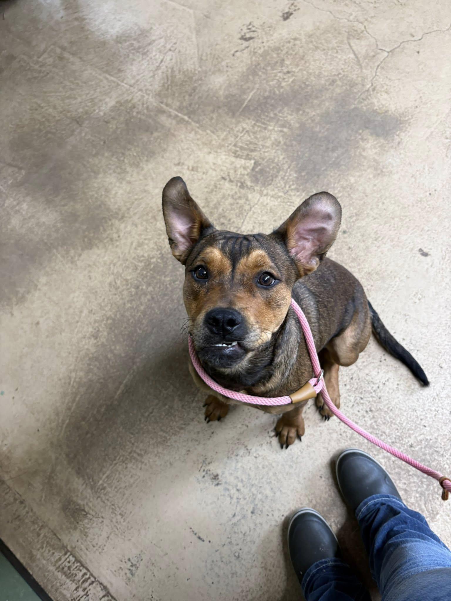 FIGGY PUDDIN, a ADOPTABLE Mixed Breed in Newborn, GA image 1/5