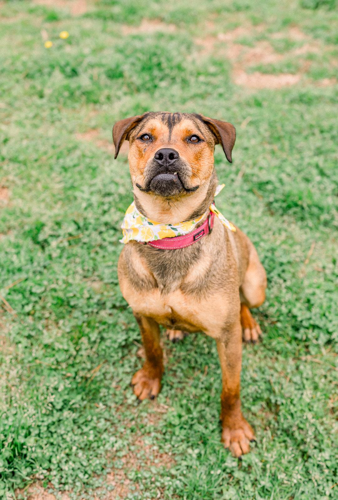 Enlarge FIGGY PUDDIN, a ADOPTABLE mixed breed in Newborn, GA image 3/6