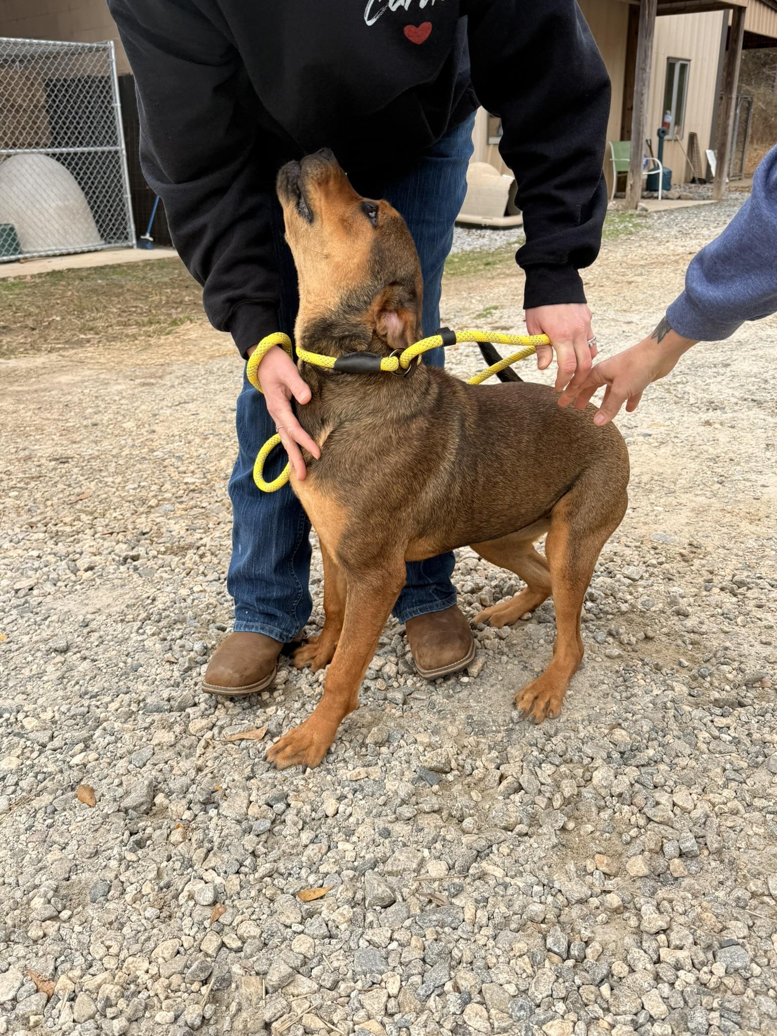 FIGGY PUDDIN, a ADOPTABLE Mixed Breed in Newborn, GA image 5/5