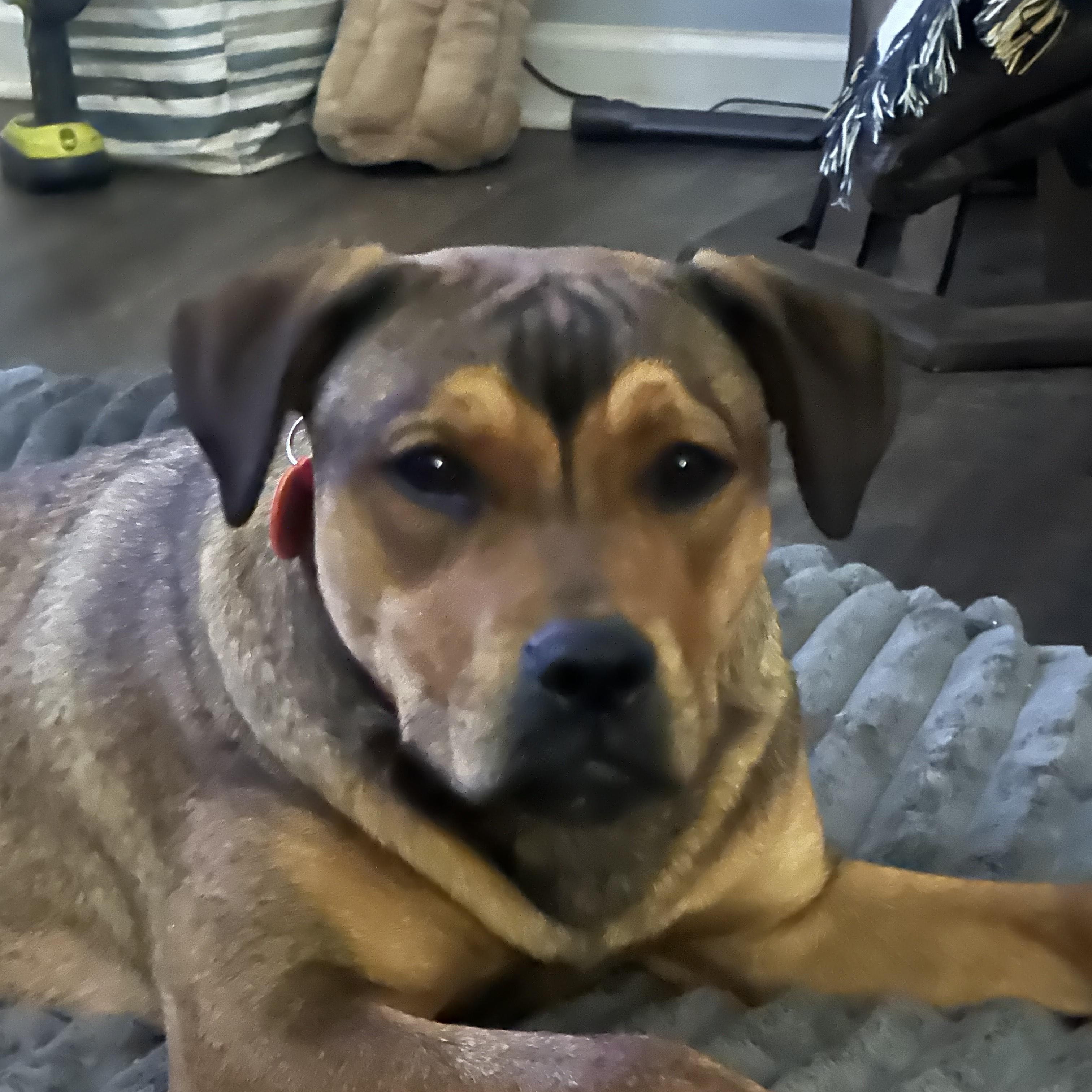 Enlarge FIGGY PUDDIN, a ADOPTABLE mixed breed in Newborn, GA image 1/5