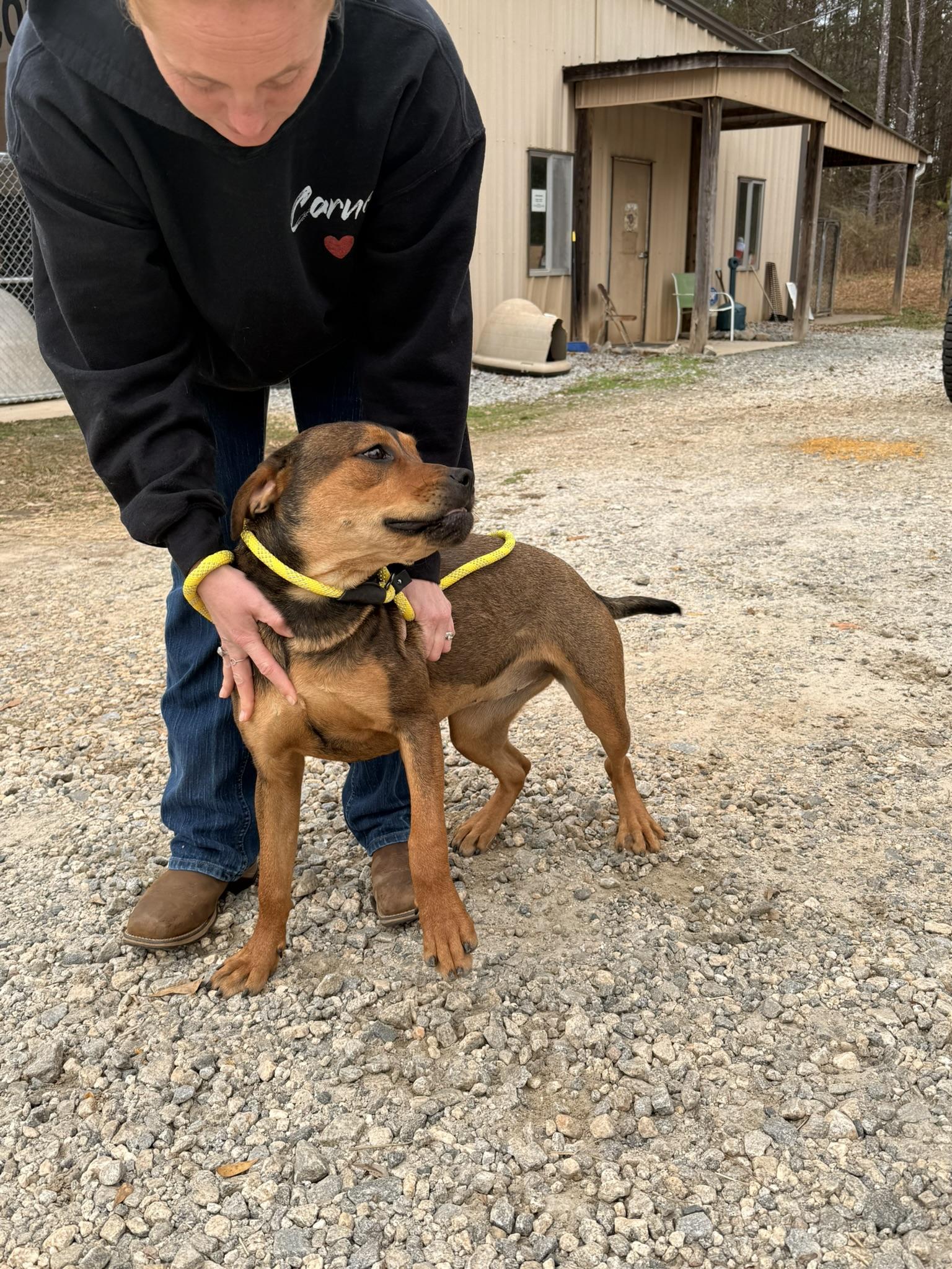 FIGGY PUDDIN, a ADOPTABLE Mixed Breed in Newborn, GA image 3/5