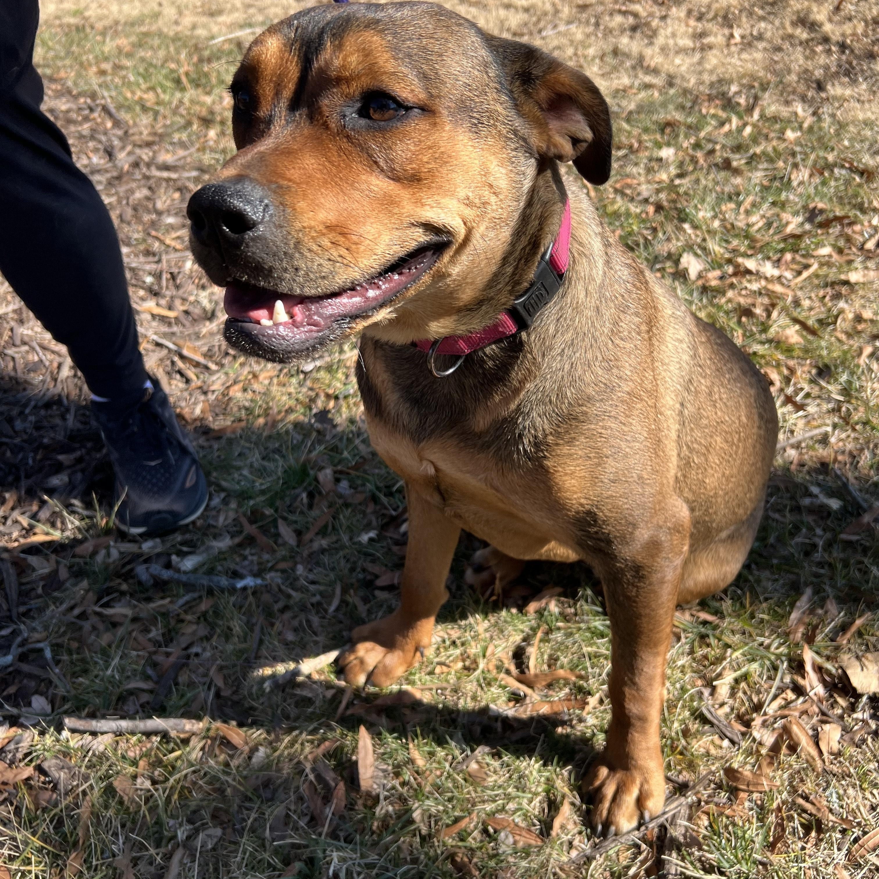 Enlarge FIGGY PUDDIN, a ADOPTABLE mixed breed in Newborn, GA image 5/5